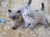 PoulaTo: Persian Himalayan Mix γάτα και γατάκια για υιοθεσία